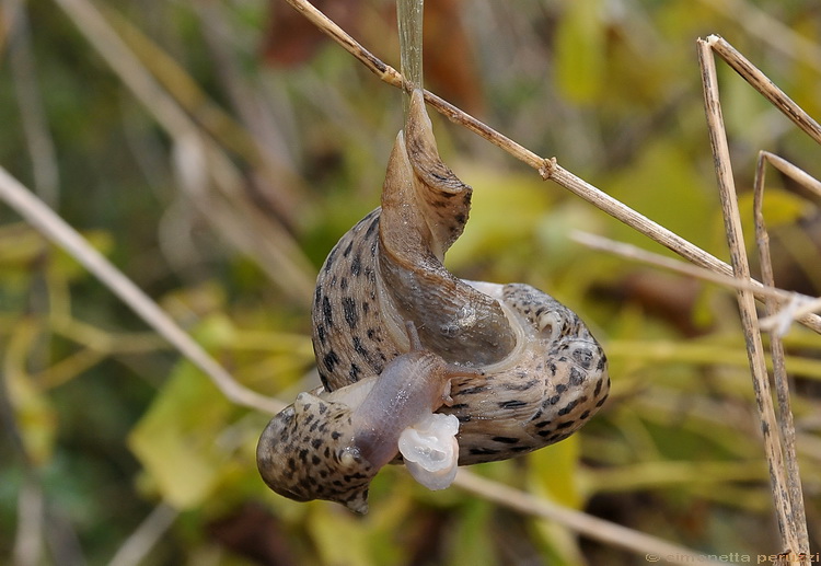 Accoppiamento di Limax maximus in terra pisana